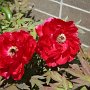 04 gdn 10